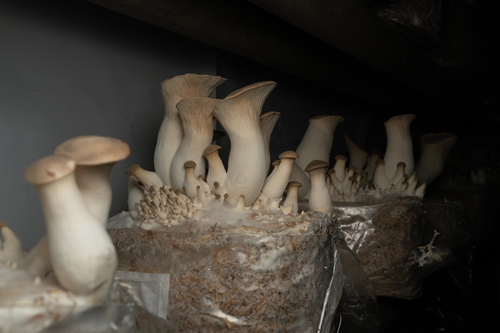 Pleurotes du panicaut en cours de pousse dans un sac de culture Maison Panicaut