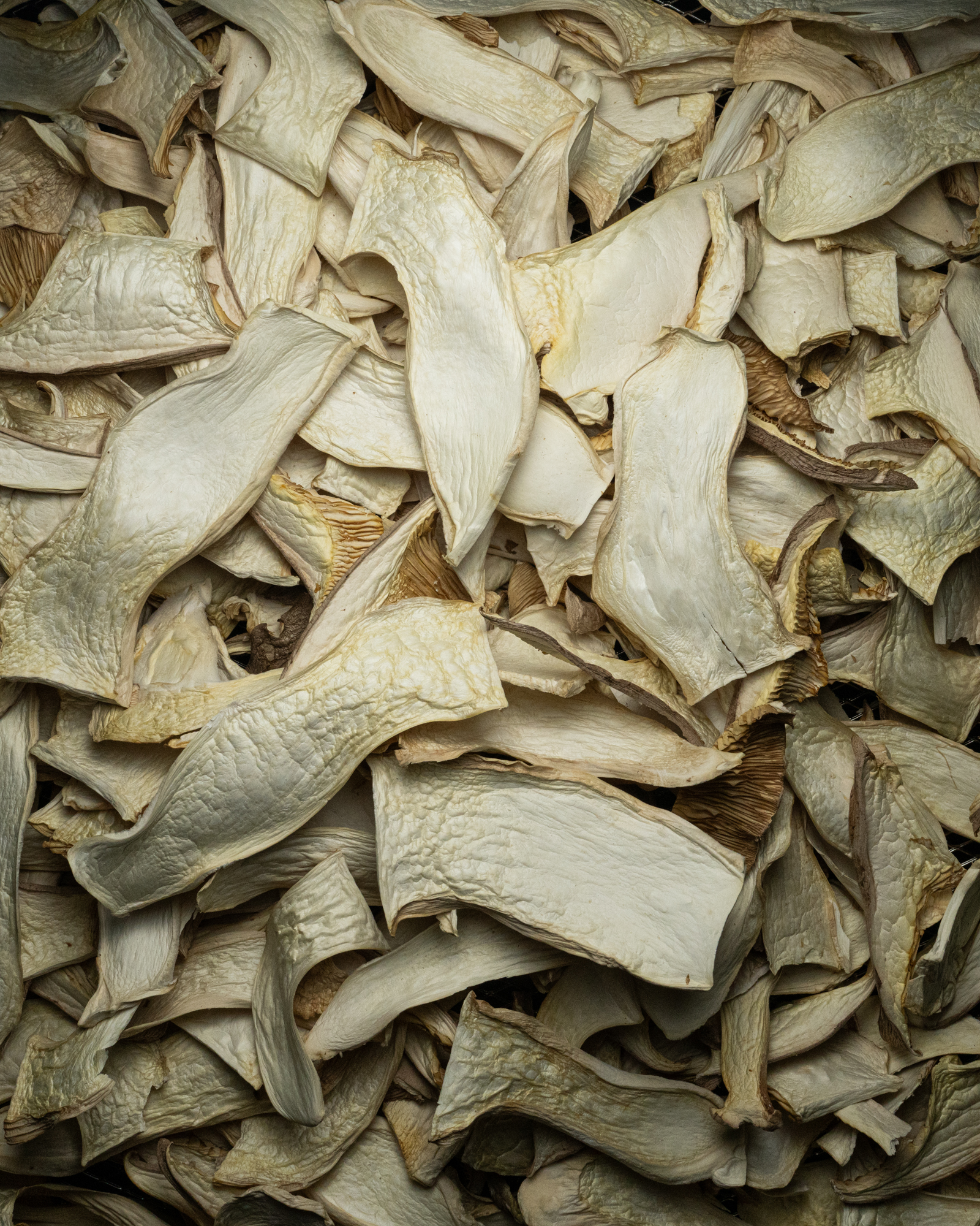 Champignon déshydraté pleurote du panicaut en vrac