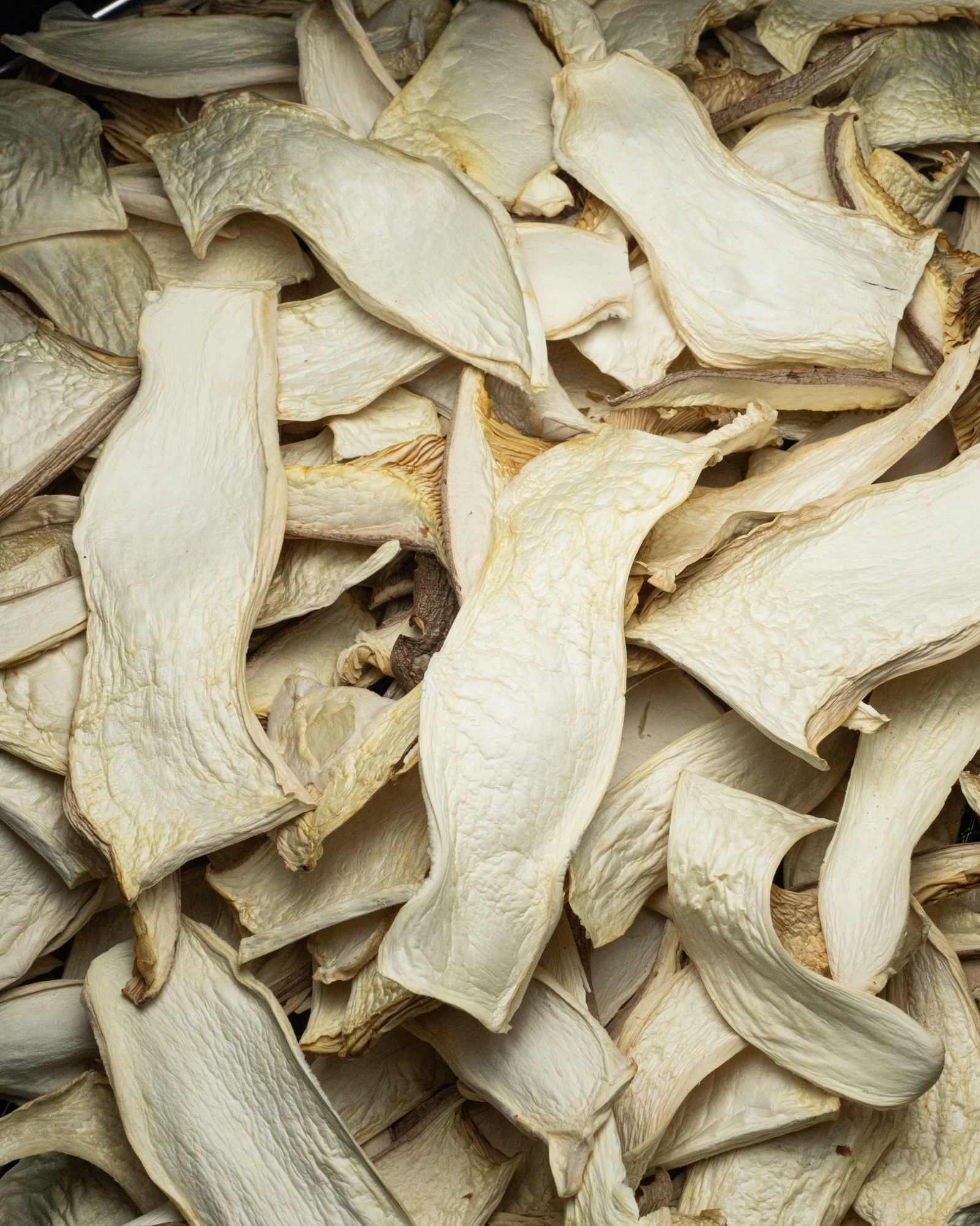 Pleurotes du panicaut déshydratés en vrac