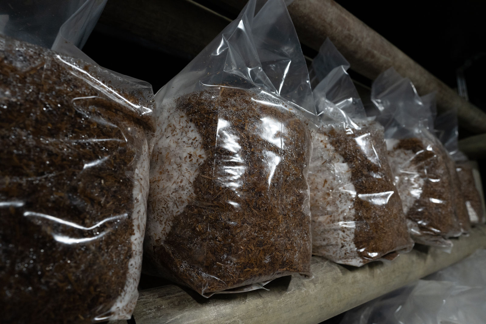 Sac en cours de colonisation du mycélium