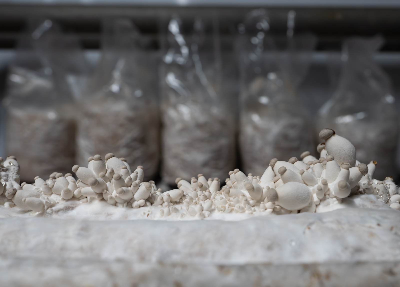 Jeunes pleurotes du panicaut en sortie de sac