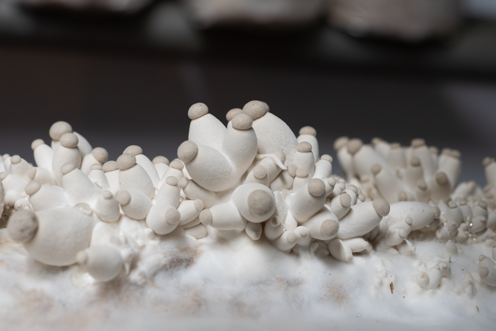 Bébés pleurotes du panicaut en développement