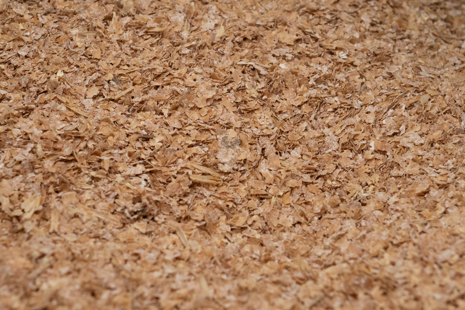 Son utilisé pour le substrat des pleurotes du panicaut