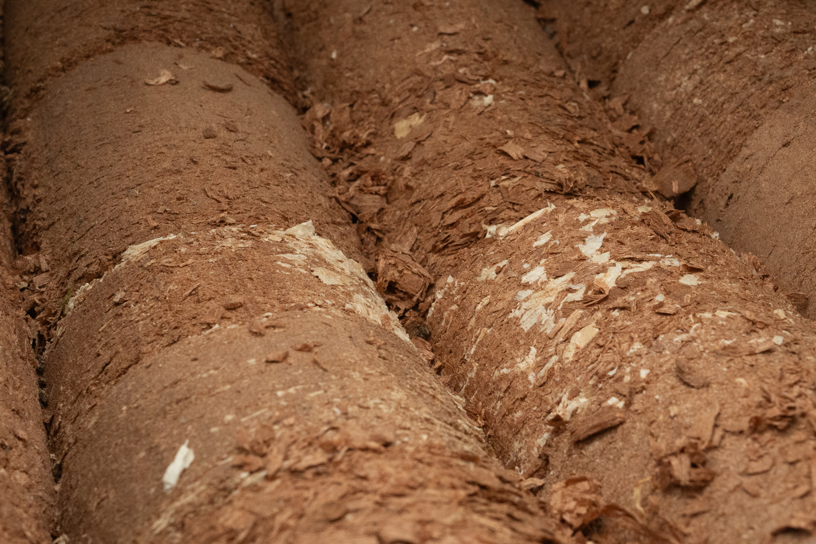 Sciure de bois utilisée pour la culture des eryngii