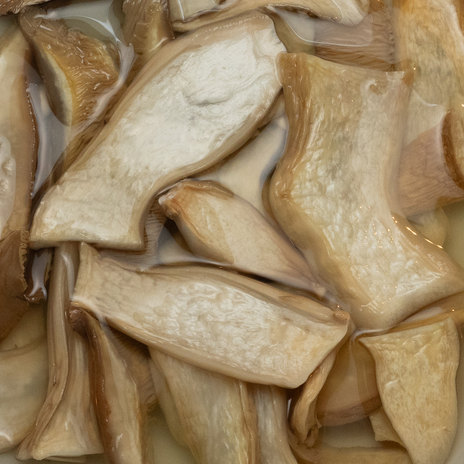 Pleurote du panicaut réhydraté