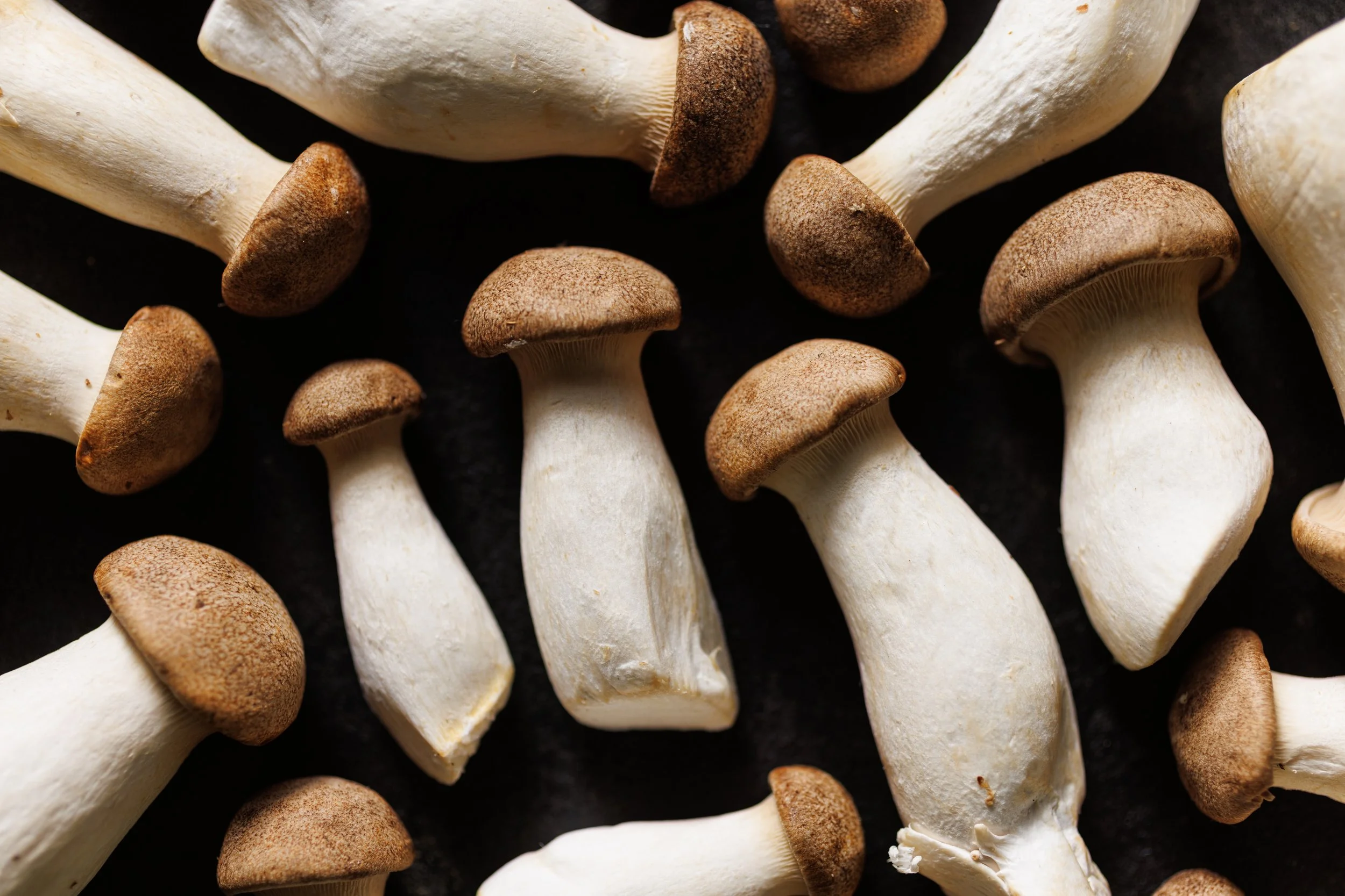 Pleurotes du panicaut frais pour les chefs